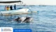 serunya-dolphin-tour-bali-pengalaman-tak-terlupakan-bersama-udiyana-bali-tour-67ff3c450c517